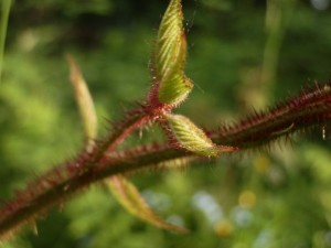 beskid wyspowy 31 (1)